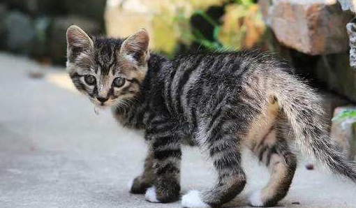 遇到漂泊的狮子猫一定得抓回家(图1)