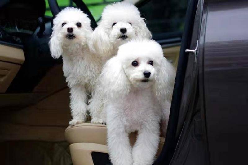 贵宾犬冬天能剪毛吗?要做好那些个方面的工作(图3)