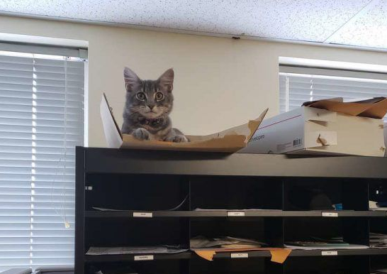 警官救被当诱誀的小猫却意外一往情深成另类警猫(图2)