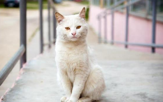 怀宝宝流浪猫溜进食堂吃剩饭 小心翼翼地吃掉一块肉 又担心被人才发现(图2)