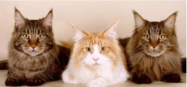 世界最“霸气”的猫 身长1.2米重达30斤 连狗都敢惹它(图1)