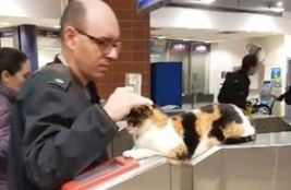 三花猫蜷缩在剪票机上监督人们还有没有好好划卡(图2)