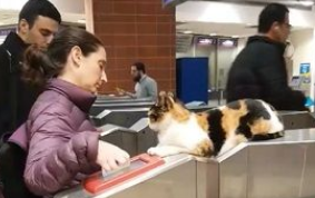 三花猫蜷缩在剪票机上监督人们还有没有好好划卡(图1)