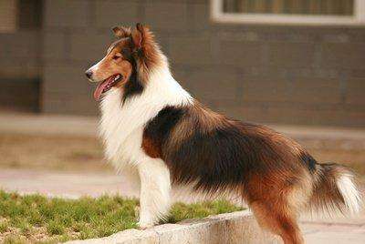 喜乐蒂我想知道为什么养的人少 看完此文你会家庭饲养吗(图1)