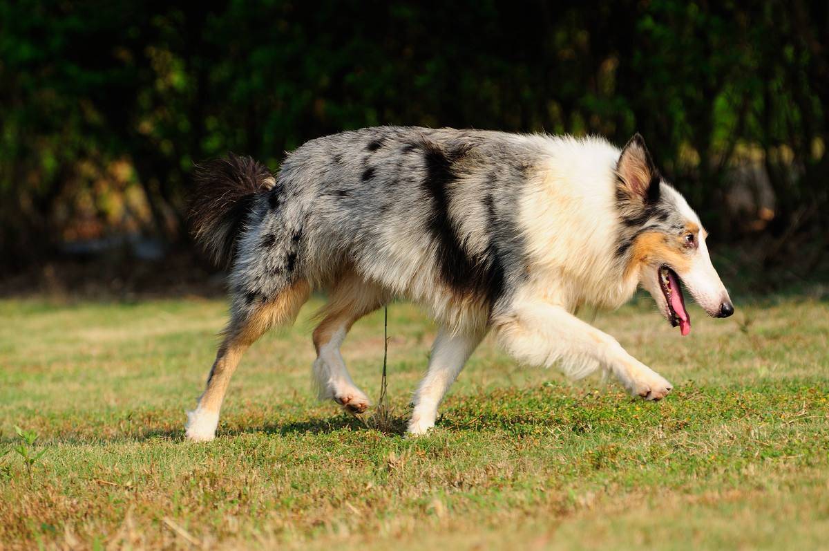 喜乐蒂我想知道为什么养的人少 看完此文你会家庭饲养吗(图2)