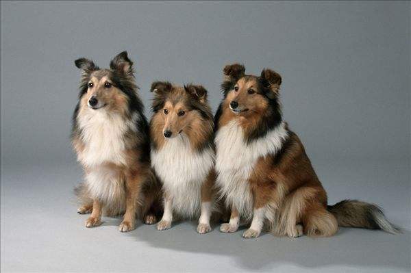 喜乐蒂我想知道为什么养的人少 看完此文你会家庭饲养吗(图3)