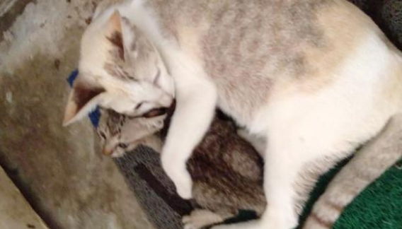 丧失小猫的流浪猫妈 每天郁郁寡欢 等他它遇见了另一只流浪奶猫(图1)