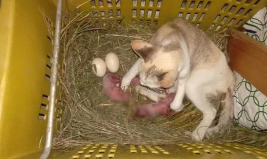 丧失小猫的流浪猫妈 每天郁郁寡欢 等他它遇见了另一只流浪奶猫(图2)