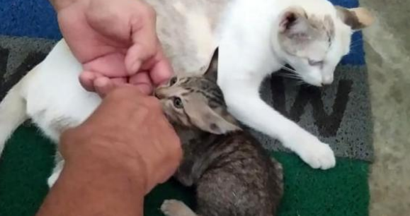 丧失小猫的流浪猫妈 每天郁郁寡欢 等他它遇见了另一只流浪奶猫(图3)
