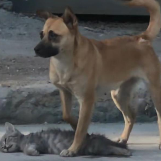 狗妈妈面带猫崽崽沿街讨食 岂料逆行行驶车辆生生夺走小猫生命(图3)