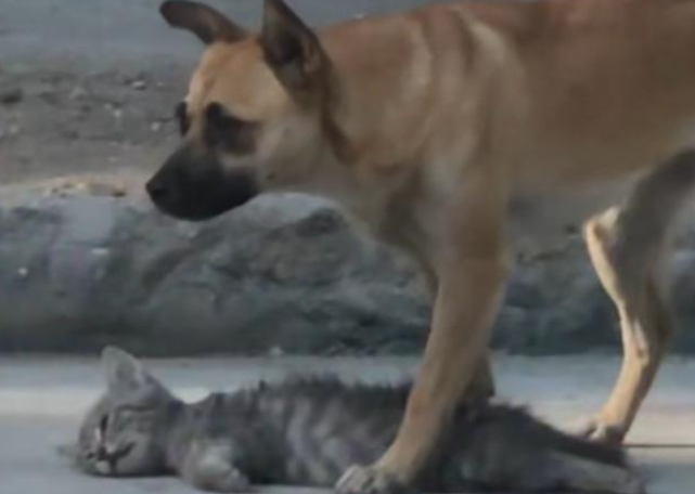 狗妈妈面带猫崽崽沿街讨食 岂料逆行行驶车辆生生夺走小猫生命(图1)