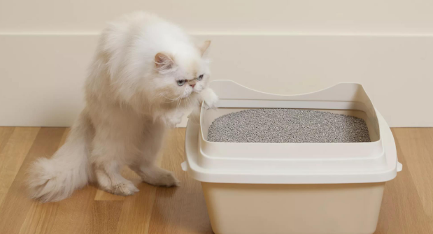 猫比狗更好养的七大理由 狗狗却不行的话!(图4)