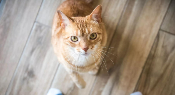 猫比狗更好养的七大理由 狗狗却不行的话!(图1)