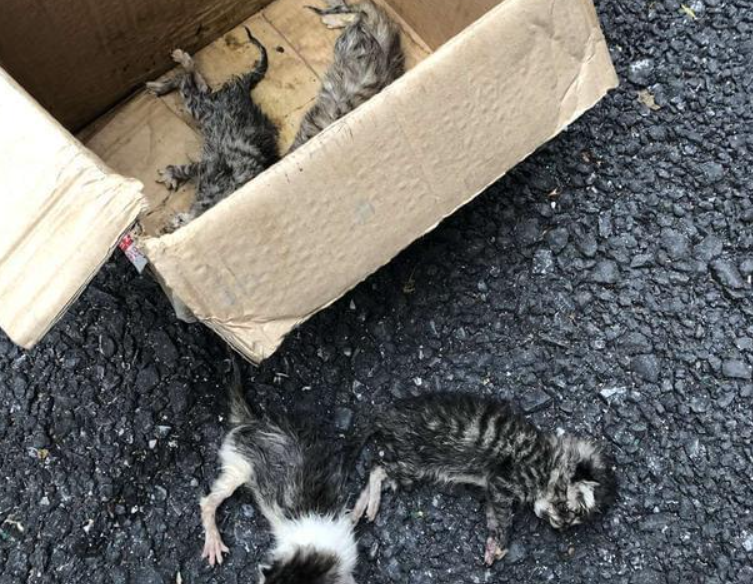 狗狗在不2天捡来小奶猫 主人无奈了：再捡你就自己养(图3)