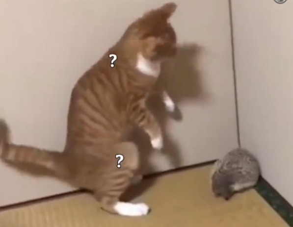 新来的伙伴到底是什么？橘猫超奇怪的姿势迎接新朋友(图2)