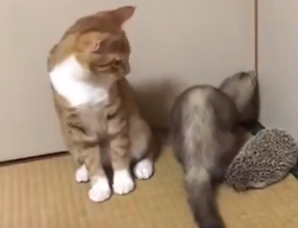 新来的伙伴到底是什么？橘猫超奇怪的姿势迎接新朋友(图3)