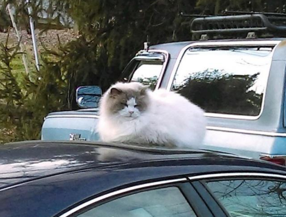 布偶猫因主人我属猴遭被遗弃的 要不是遇到了善良女孩 从流浪猫变“王子”(图2)