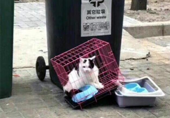 布偶猫因主人我属猴遭被遗弃的 要不是遇到了善良女孩 从流浪猫变“王子”(图1)