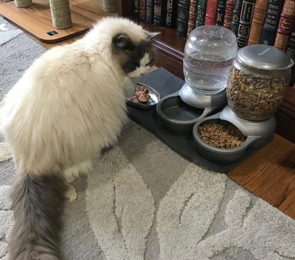 布偶猫因主人我属猴遭被遗弃的 要不是遇到了善良女孩 从流浪猫变“王子”(图3)