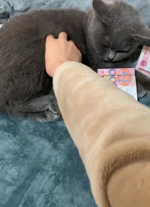 主人撸猫被拒 气得然后甩钞票砸猫咪脑袋 喵:行啦 你随便选撸吧!(图3)