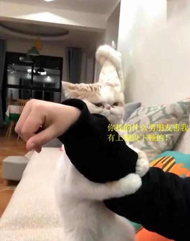 主人撸猫被拒 气得然后甩钞票砸猫咪脑袋 喵:行啦 你随便选撸吧!(图13)