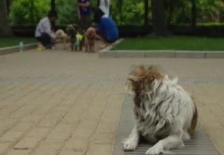 储殷：流浪猫狗都是突袭动物 应该要直接偷猎(图1)