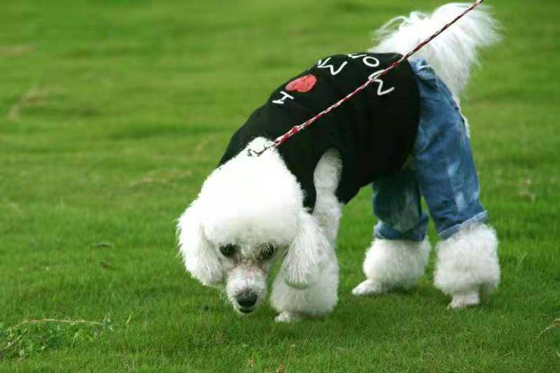 贵宾犬和比熊哪个好养?要那样来也很看看(图1)