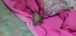 刚送养了一只战斗力强横的猫咪这应该是传说中的报恩(图1)