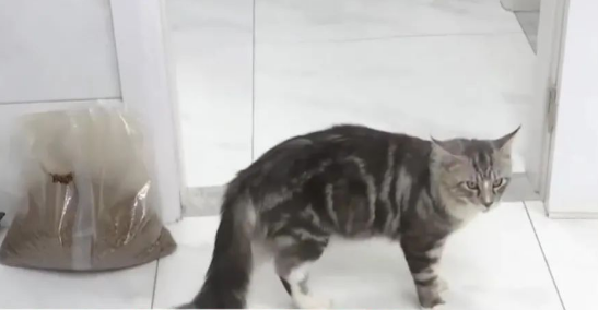 花3500元买的猫 不了一周就死亡！换了三次还出问题......(图1)