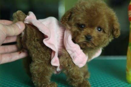 没尾巴的贵宾犬超好看吗?其实习惯了了就再说(图1)