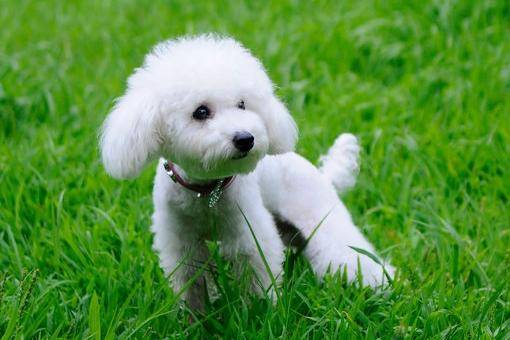 没尾巴的贵宾犬超好看吗?其实习惯了了就再说(图2)