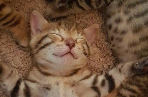 小奶猫地毯上四仰八叉睡着了 铲屎官扯过一张纸巾盖肚肚 又暖又萌(图1)