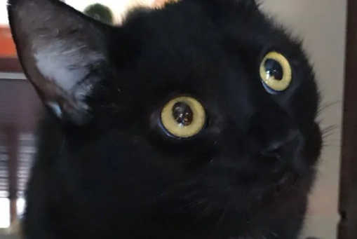 曾经的喂养的小黑猫忽然间消失不见 却在一年后 带着孩子找上门来(图1)
