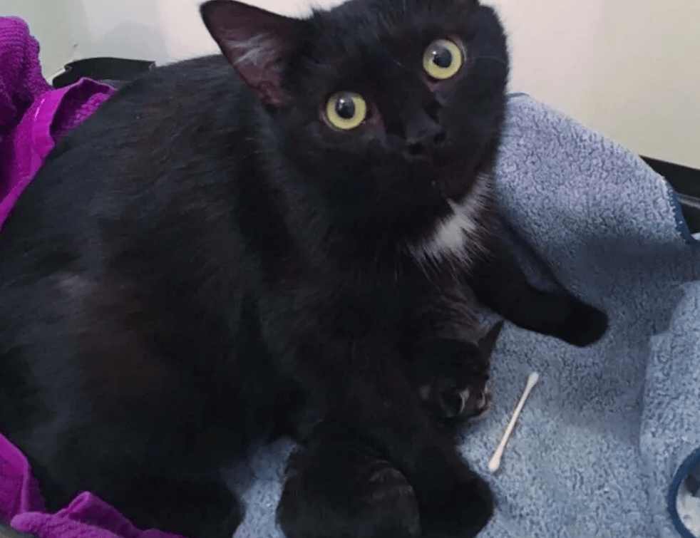 曾经的喂养的小黑猫忽然间消失不见 却在一年后 带着孩子找上门来(图2)