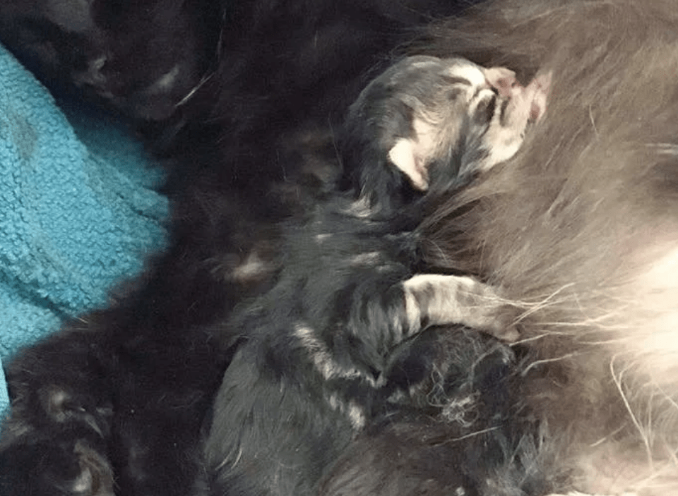 曾经的喂养的小黑猫忽然间消失不见 却在一年后 带着孩子找上门来(图3)