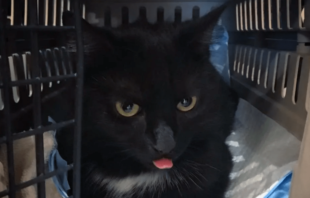 曾经的喂养的小黑猫忽然间消失不见 却在一年后 带着孩子找上门来(图5)