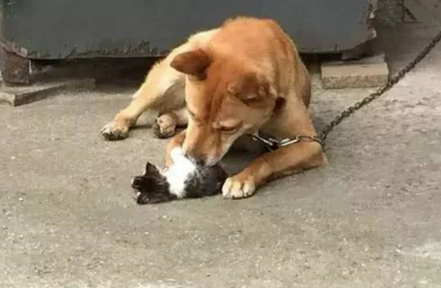 柴犬给小奶猫的奶爸 忙上忙下照看他们 界面体贴周到令人流泪！(图1)