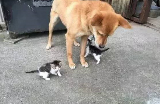 柴犬给小奶猫的奶爸 忙上忙下照看他们 界面体贴周到令人流泪！(图2)