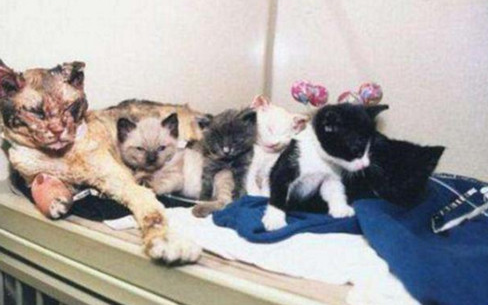 为救自己的5个孩子 猫咪5次冲进火场(图2)