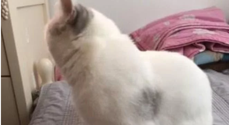 女主人喝多了了 猫咪却好像有点愁眉苦脸 一看猫咪的身上秒懂了(图1)