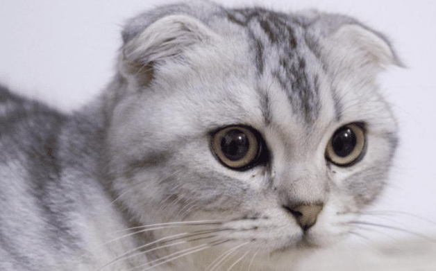 那些猫咪的大量饲养难度较高 在下决心之后千万小心要考虑清楚 (图1)