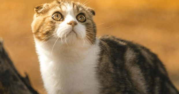 那些猫咪的大量饲养难度较高 在下决心之后千万小心要考虑清楚 (图2)