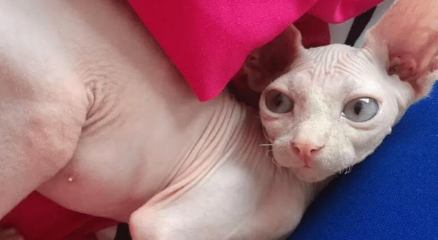 那些猫咪的大量饲养难度较高 在下决心之后千万小心要考虑清楚 (图3)