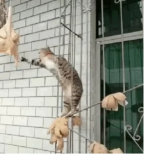 猫咪从一楼上摔下去会不会受了伤|猫咪从楼上跳下 可是大难不死 却也重伤不轻(图1)