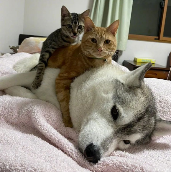 这差不多是全网最招猫喜欢的二哈...这个待遇也太艳羡了！(图1)