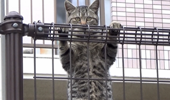 大叔救助被被咬伤的狸花猫 却将它被弃养出去后 1个月后它翻围墙见大叔(图1)