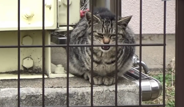 大叔救助被被咬伤的狸花猫 却将它被弃养出去后 1个月后它翻围墙见大叔(图2)