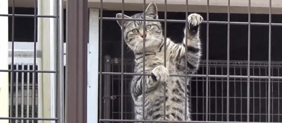大叔救助被被咬伤的狸花猫 却将它被弃养出去后 1个月后它翻围墙见大叔(图3)