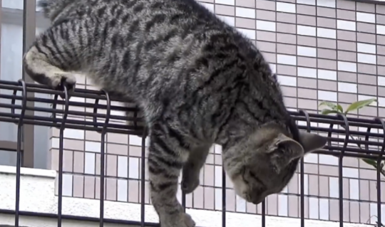 大叔救助被被咬伤的狸花猫 却将它被弃养出去后 1个月后它翻围墙见大叔(图4)
