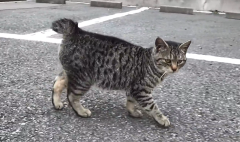 大叔救助被被咬伤的狸花猫 却将它被弃养出去后 1个月后它翻围墙见大叔(图6)